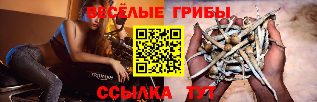 Галлюциногенные грибы GOLDEN TEACHER  Вход с VPN  Галлюциногенные грибы мухоморы  Камышин 